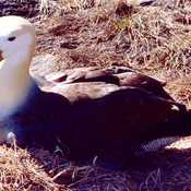 Waved Albatross